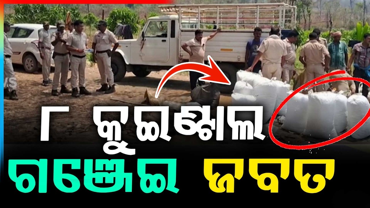 ୮୫୩କେଜି ଗଞ୍ଜେଇ ଜବତ | Subarnapur Police Seize 8.5 Quintals of Ganja from Forest Farmhouse