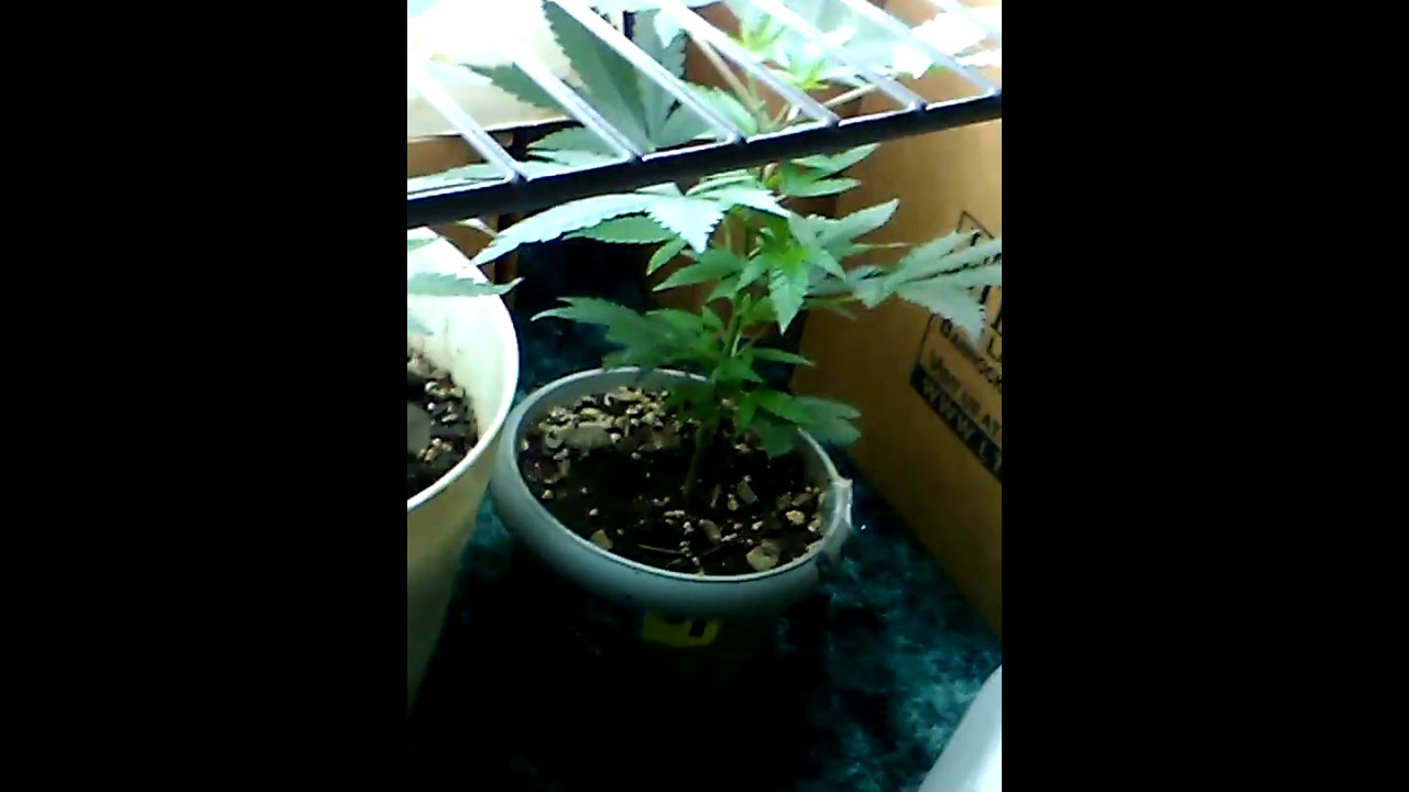 Blue mystic delicious candy clones for the 2017 outdoor season update