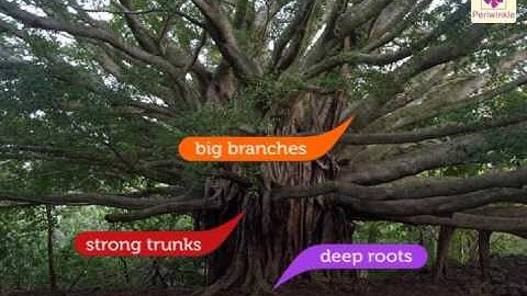 Plants - Our Green Friends | Environmental Studies For Kids | Grade 2 | Periwinkle