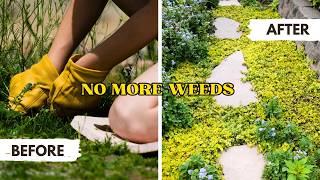 7 Groundcover Plants That Stop Weeds Forever 🌱