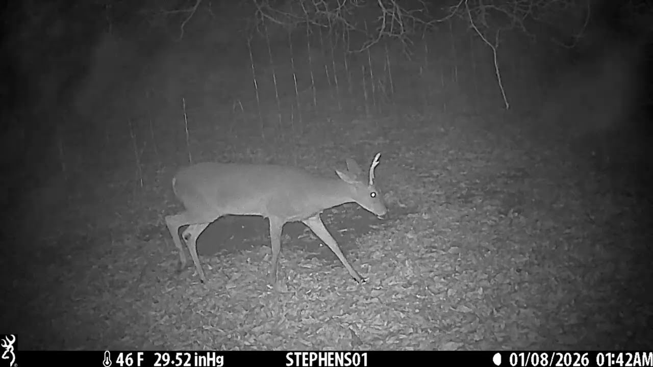 December 29, 2025 - January 13, 2026 (Deer, Bobcat, 10pt)