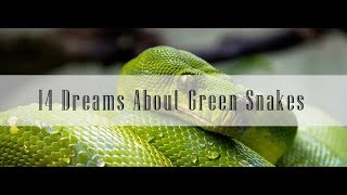 #10 Dreams About Green Snakes Meaning and Interpretation