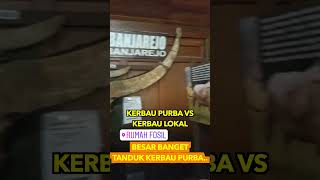 UKURAN TANDUK HEWAN PURBA &amp; KERBAU LOKAL BIASA