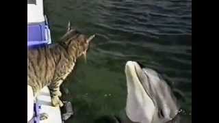 Кот друг дельфина. Кот друг дельфина.