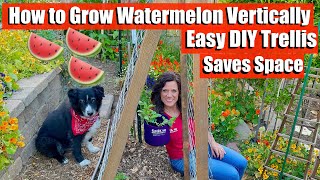 How to Grow Watermelon Vertically on an Easy DIY Trellis  Saves Space!
