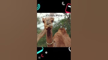 Bướu lạc đà có thực sự chứa nước !!! #kienthuc #shorts #cuccool