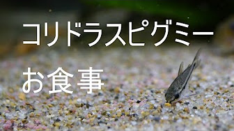 コリドラスピグミー 餌まとめ Youtube