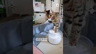 噴水の使い方が独特😂｜PECO #ベンガル #猫 #愛猫家 #猫のいる暮らし #bengalcat #cat #catlover #catlife