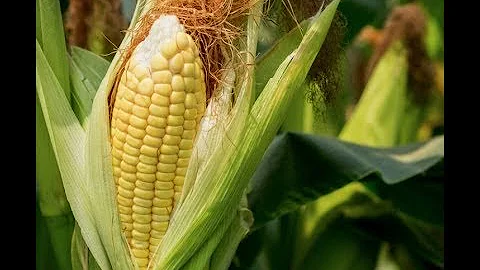 Government to give Maize traders 100bn shillings