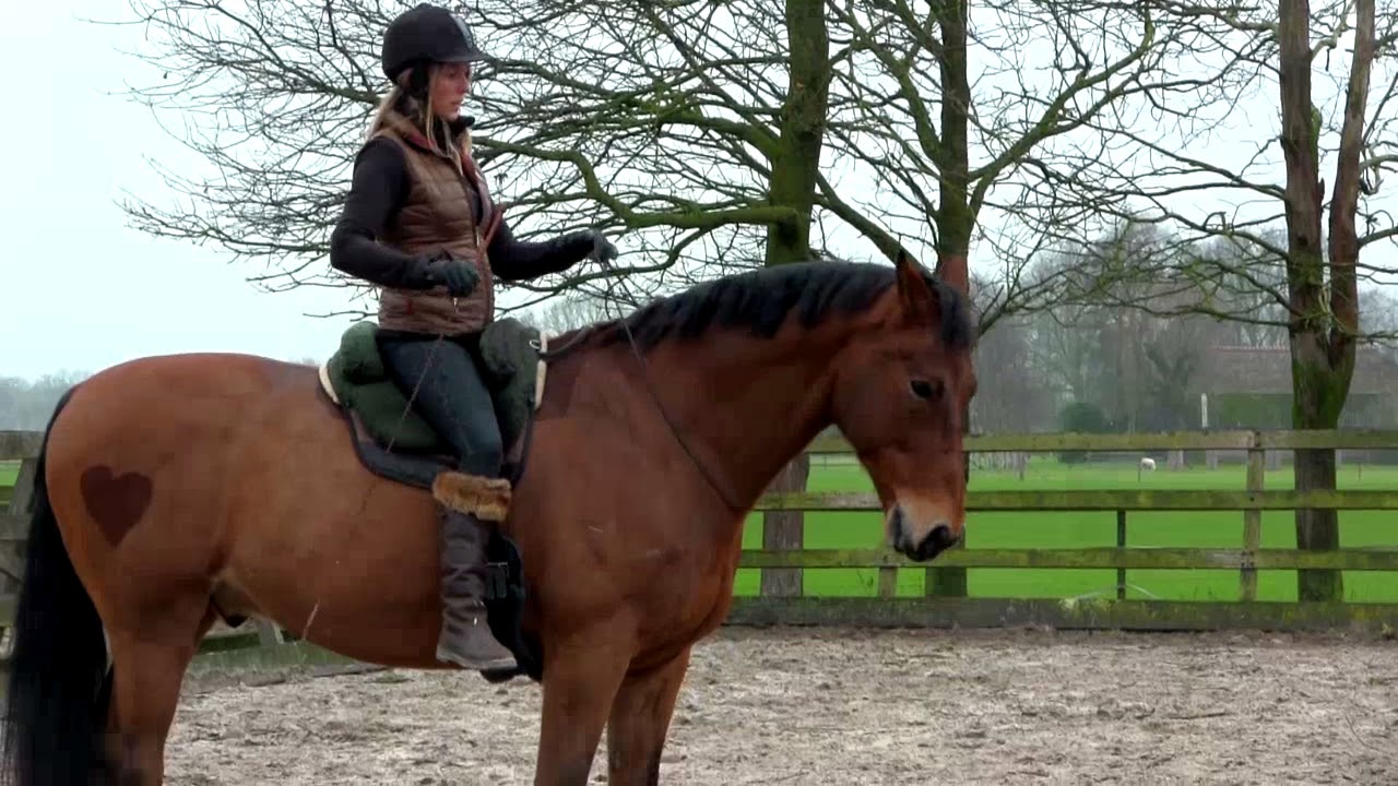 Bongo bareback and bitless