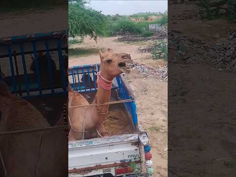 يستمر ارتفاع الأسعار في السوق إنها تغادر بلدها تبكي بشدة