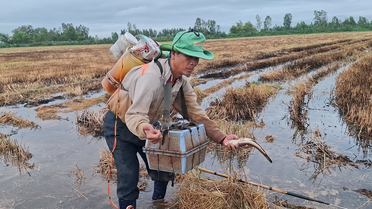 Nay chú sáu đi tét cây 14f cho anh Đồng xoài Đồng nai nha, trích dính cá lóc bành ki lô luôn anh em 