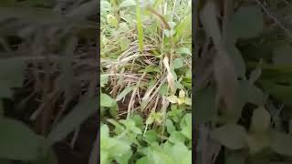 MENEMUKAN SARANG BURUNG PUYUH DI TEMPAT GEMBALA SAPI...