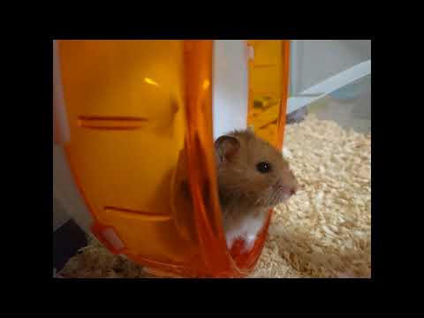 風は予告なく吹く　歌ってみた