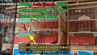 Baru aja datang trotolan ANIS MERAH tidak sampai 1x24 jam sudah habis!!!