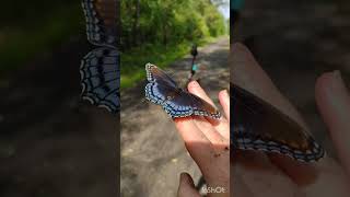 Butterfly on my Finger