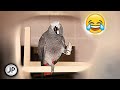 ✅ - ДАЙ САЛО ЖМОТ!🤣ПОЧЕМУ ПТИЦЫ ЗИМОЙ ЛЮБЯТ ТАК СИЛЬНО САЛО?🐦ЛУЧШИЕ МОМЕНТЫ ОДНОГО ДНЯ ЖАКО ПЕТРУНИ