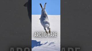 Arctic Hares Cold-Weather Mastery Fluffy Speedsters Of The Arctic