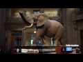 An Active Environment With Smithsonian Educator:  Amy Homma