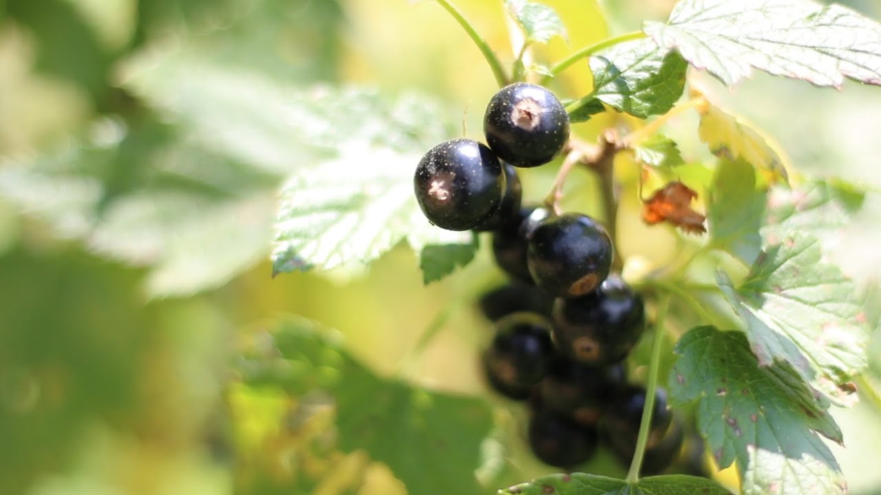 Ribizla: malo ulaganje dobra zarada