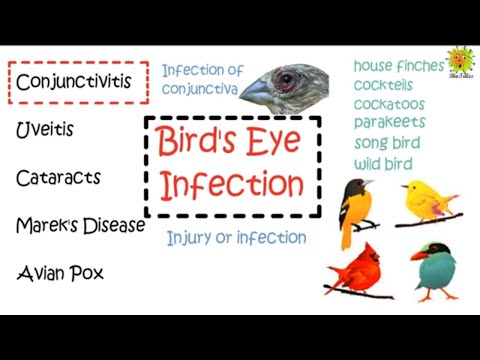 Birds Eye Infection (Conjunctivitis): Symptoms, Diagnosis & Treatments