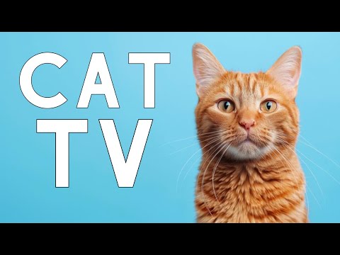 CAT TV: Interactive