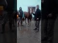 Коні Ваговози.Покупка КОНЯ🐎🐎🐎