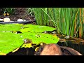 Baby Turtles Move into the New Backyard Pond!!