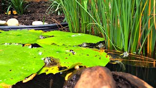 Baby Turtles Move into the New Backyard Pond!!