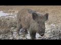 Дикие Кабаны в домашних условиях/ вольер для кабанов