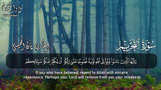 سورة التحريم — ريان المحيسني