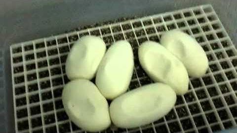 Ball Python Eggs on Day 50