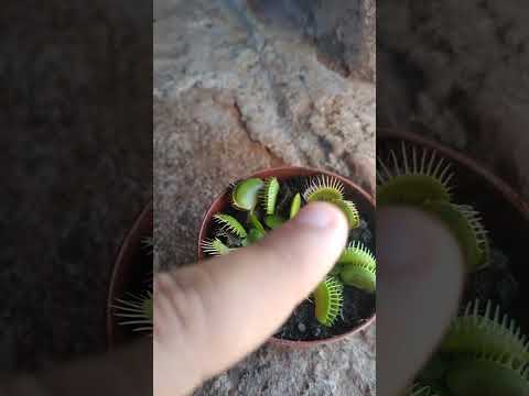 genteu tenho uma plata carnivura sabe porque parei de grava vídeo o meu celular tava no comserto