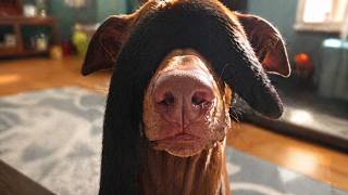 🎬 Funny Pets Compilation 😂 Try Not To Laugh | Cute &amp; Happy Animal Moments