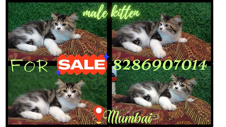 Watch the video about Persian bio colour tabby kitten for sale in mumbai 8286907014
