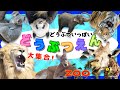 動物園へ行こう!いろんな どうぶつ 大集合♪動物の名前 を覚えよう★動く実写動画 ライオン パンダ コアラ キリン ゾウ zoo animals