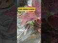 How to Grow Coleus plants water #coleuspropagationpropagation #gardening #coleusplant