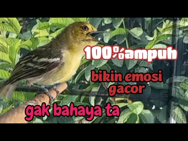SUARA CIPOW JANTAN MEMANGGIL LAWAN 💯% AMPUH BIKIN EMOSI GACOR SIRPU APAPUN class=
