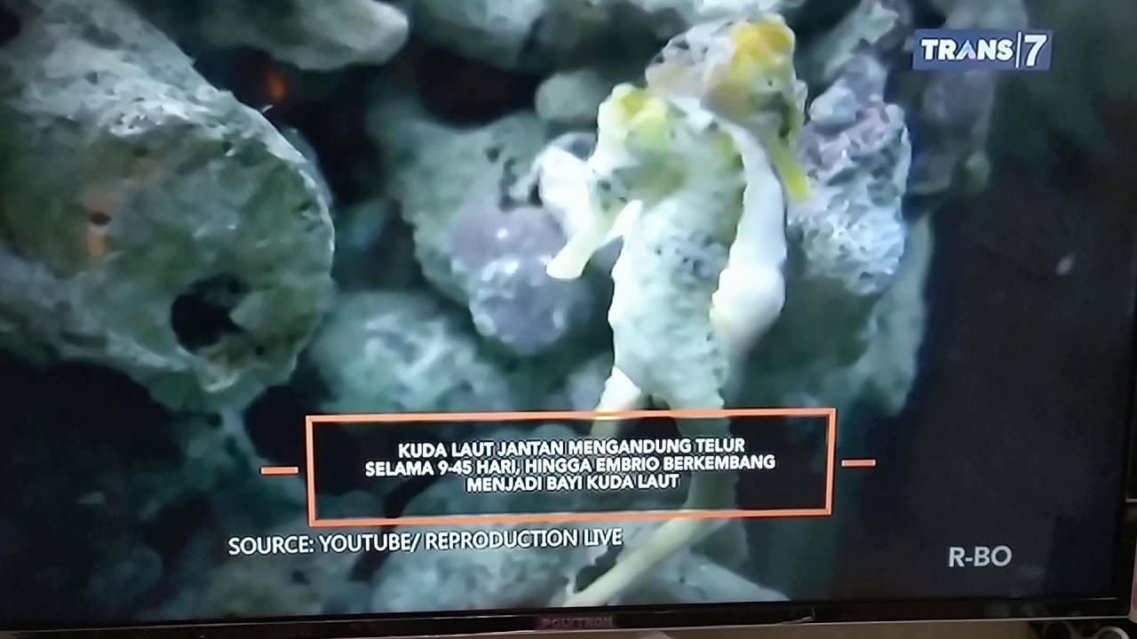 Kuda laut  melahirkan  ratusan anak yg lucu YouTube