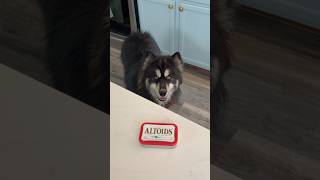 I can’t believe my dog and cat did this to me.. 😳 #shorts