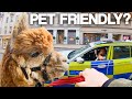 We tested “PET FRIENDLY” Shops with Alpacas