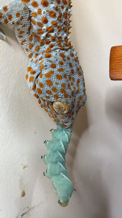 Feeding my tame Tokay Gecko eating giant blue worms!