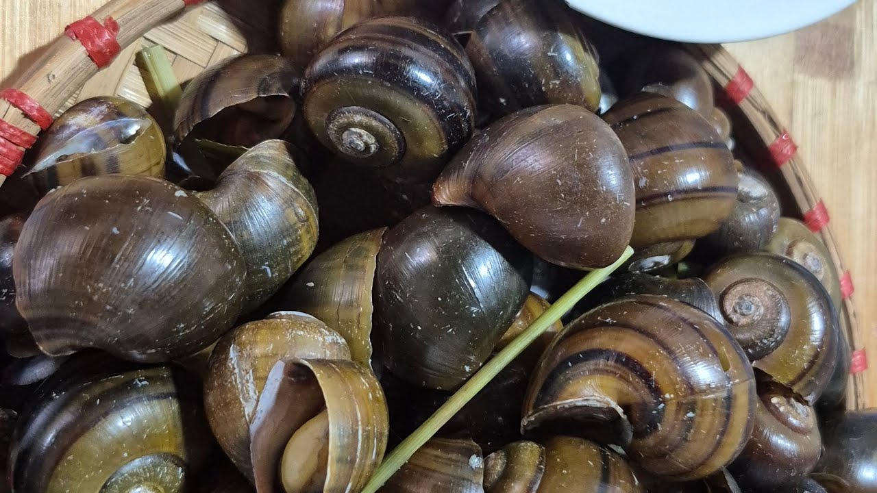 Cách Làm Ốc Mít Hấp Sả Đơn Giản Cho Gia Đình