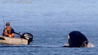 Boater captured getting too close to orcas off coast of British Columbia