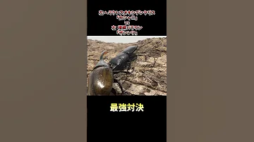 ヘラクレスオキシデンタリス カシャII Vs 横綱パラワン ザンレツ 昆虫バトル 昆虫 虫バトル クワガタ カブトムシ 