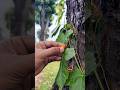 #viralvideo #food #malaysia #shortvideo