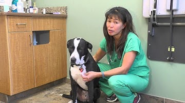 How to induce vomiting in your dog | Dr Justine Lee