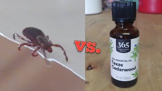 Will Cedar Oil Kill Ticks?