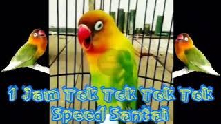 1 Jam Non-stop Terbaik..!! Masteran Lovebird Betina Konslet Tek Tek Tek Tek