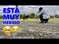 Este hombre No pudo cerrar los ojos! Este perrito esta muy mal😭!  Cachorro herido e infectado